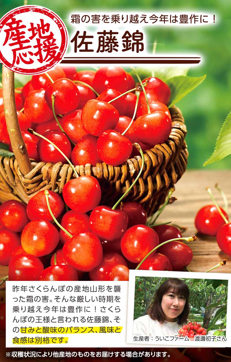 【産地応援】霜の害を乗り越え今年は豊作に!佐藤錦
