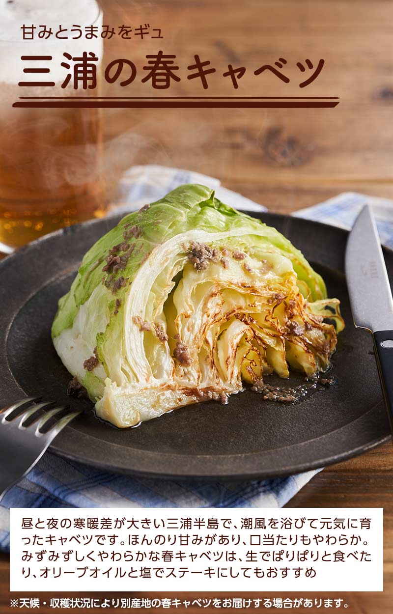 甘みとうまみをギュ 三浦の春キャベツ