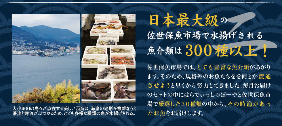 日本最大級の佐世保魚市場で水揚げされる魚介類は300種以上