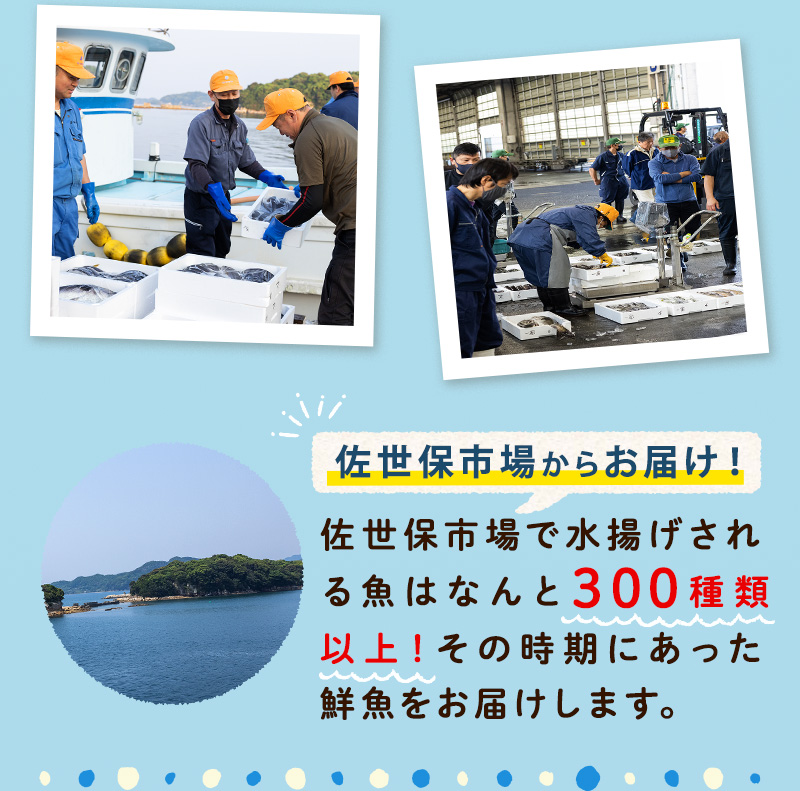 Point.1 佐世保市場からお届け！佐世保市場で水揚げされる魚はなんと300種類以上！その時期にあった鮮魚をお届けします。