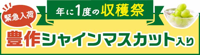 年に一度の感謝祭 豊作シャインマスカット