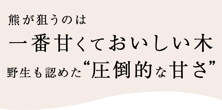 熊が狙うのは一番甘くて美味しい木 野生も認めた圧倒的な甘さ