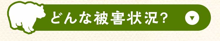 どんな被害状況？