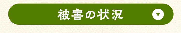どんな被害状況？