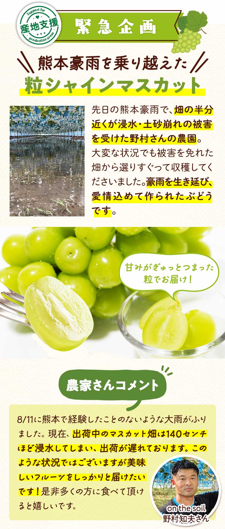 豪雨支援 シャインマスカット
