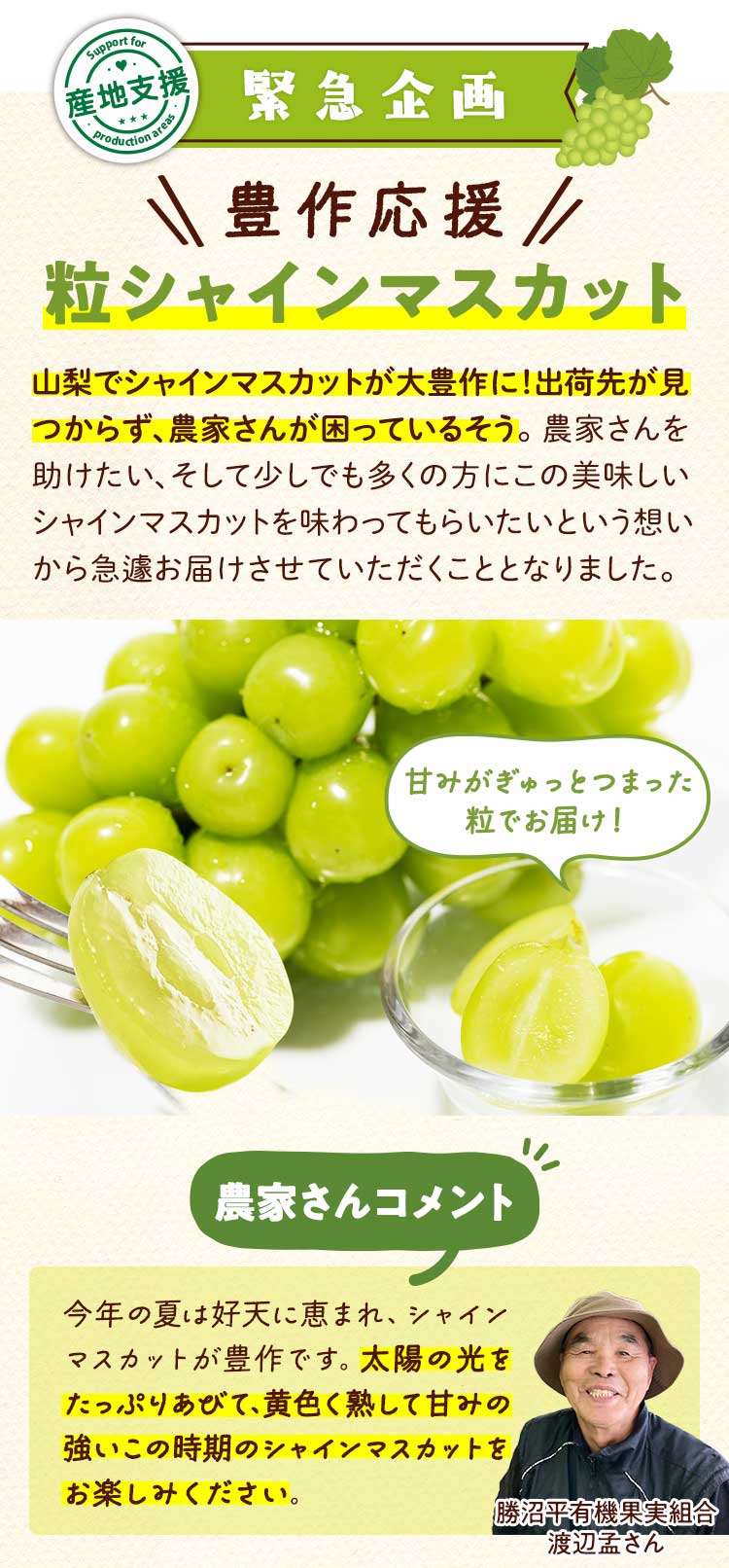生産者支援企画　シャインマスカット