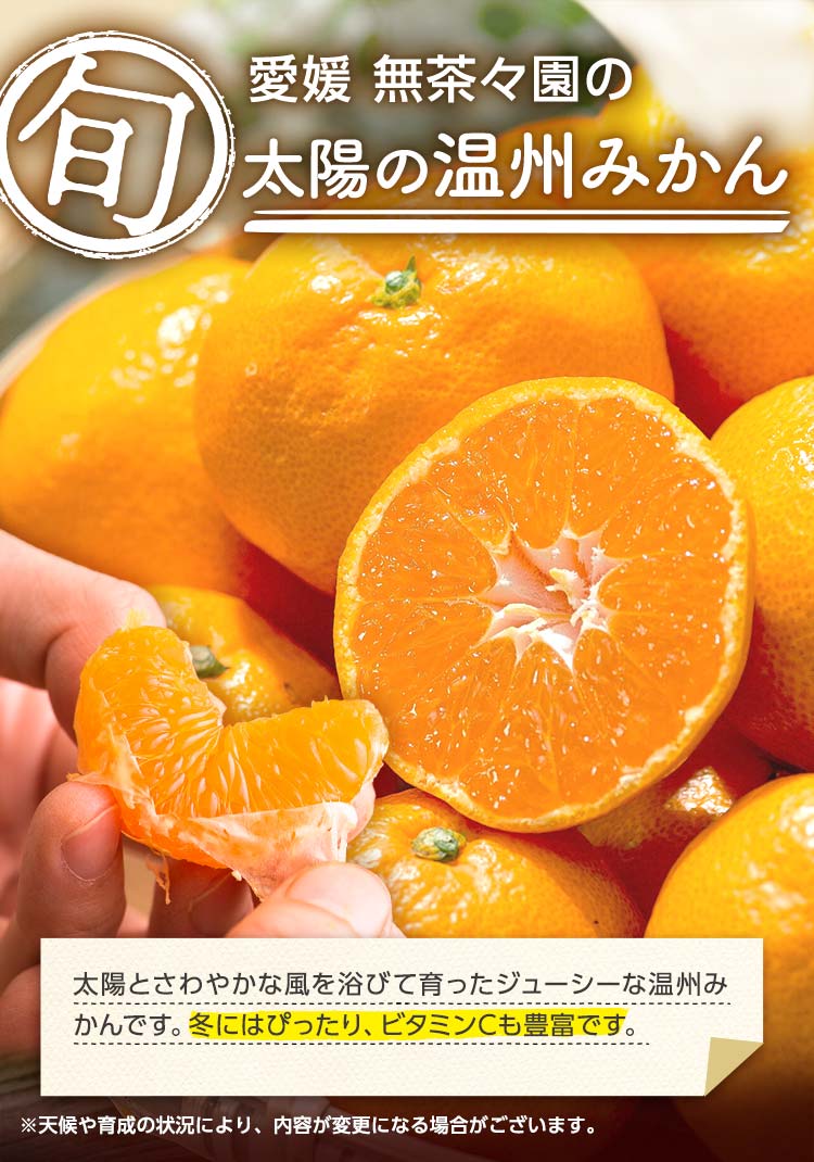 愛媛無茶々園の太陽の温州みかん