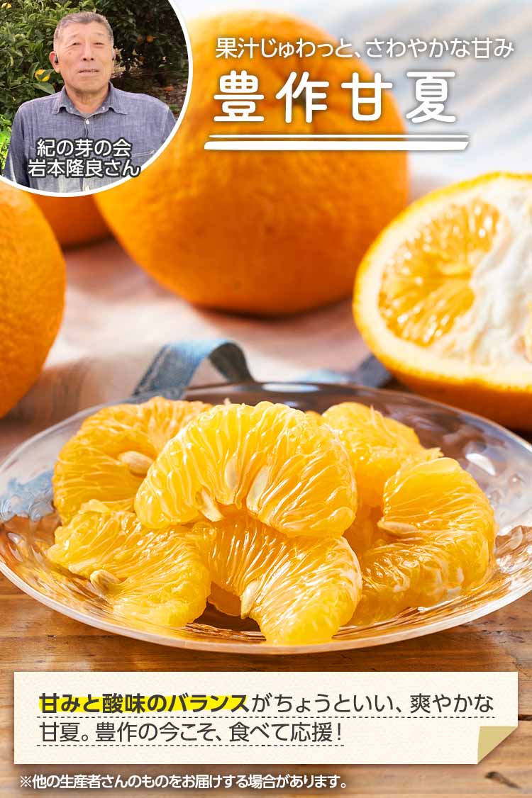 果汁じゅわっと、さわやかな甘み 豊作甘夏