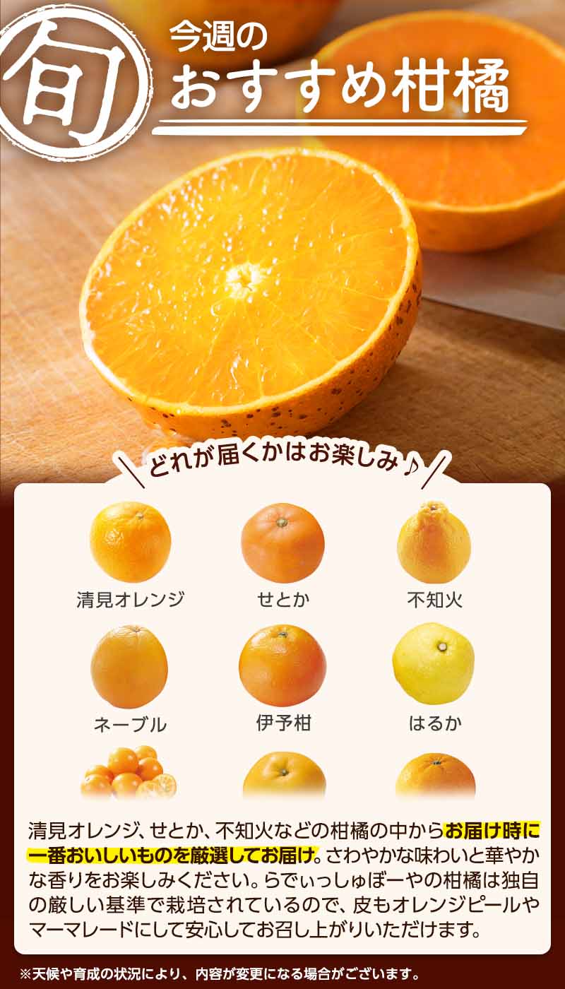 今週のおすすめ柑橘