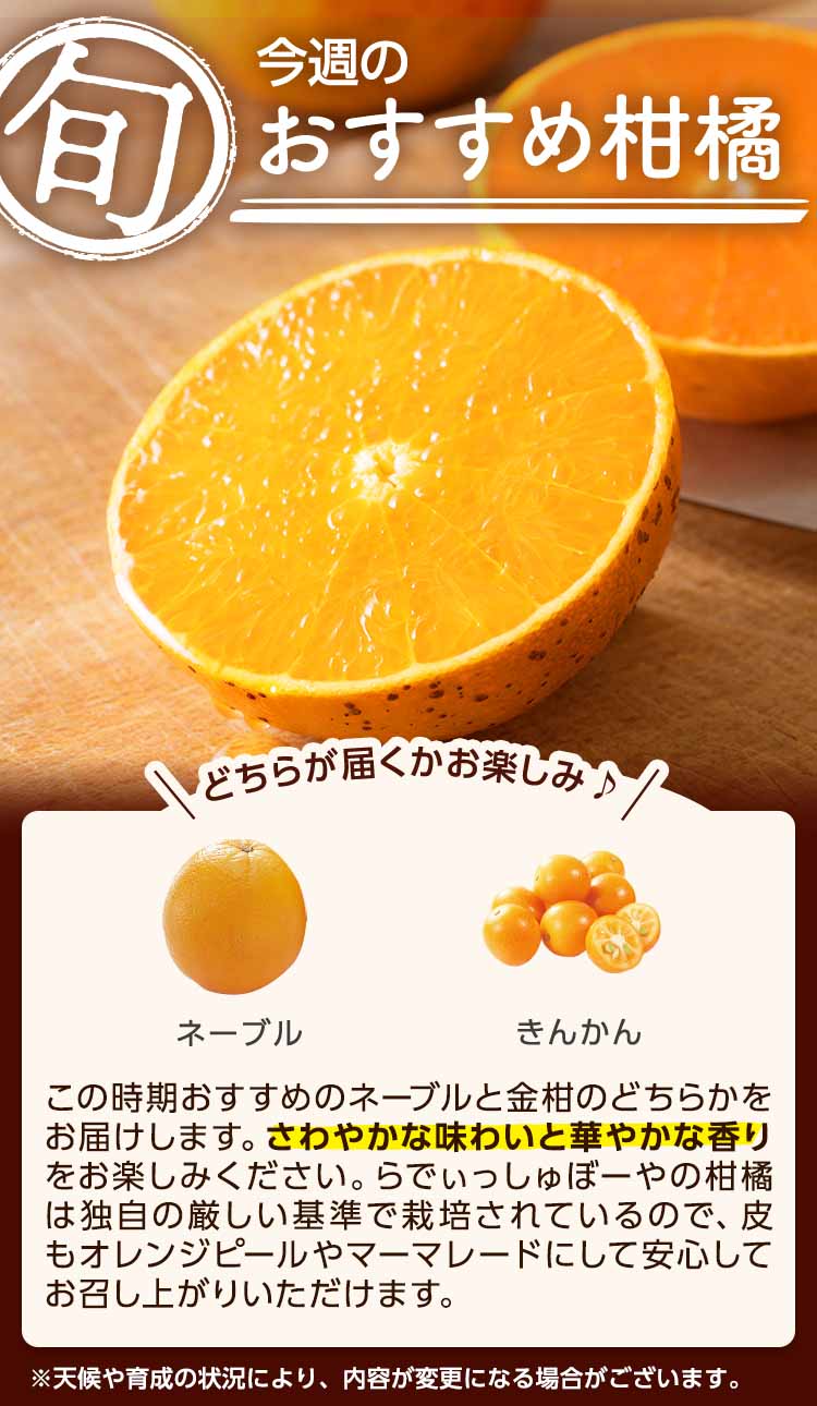 今週のおすすめ柑橘
