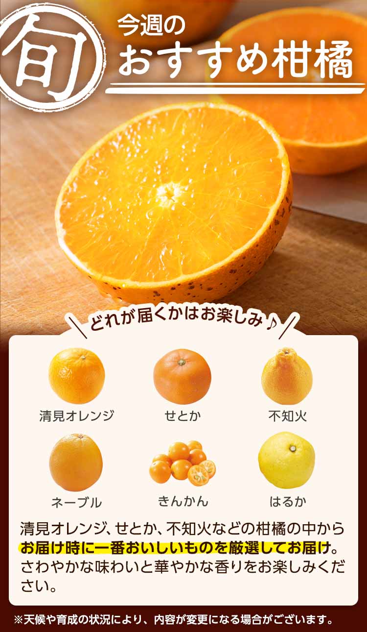 今週のおすすめ柑橘