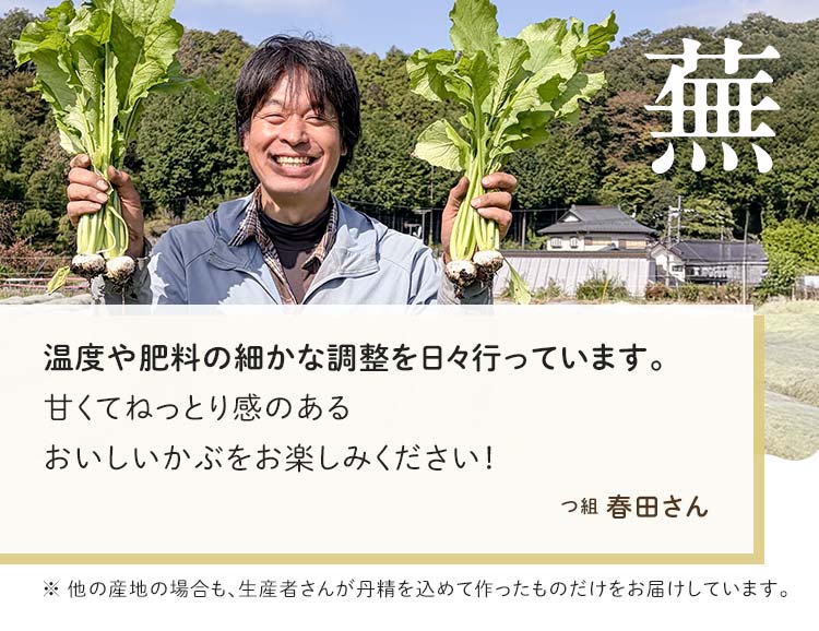 日向夏かぶパッチョ