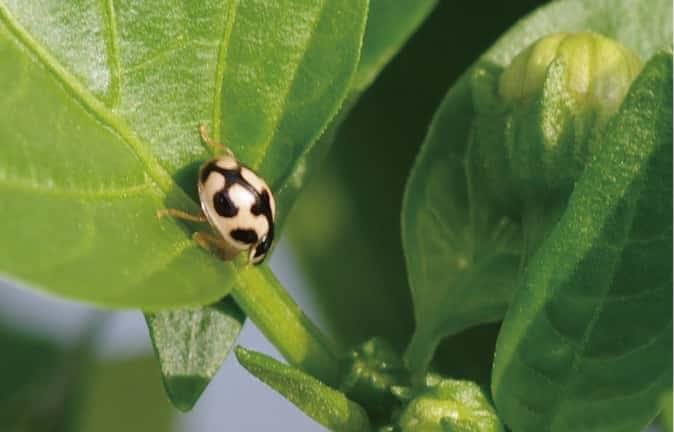 農薬の使用は「必要最小限」に