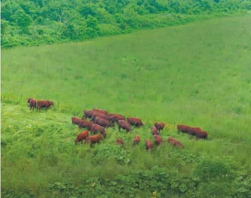 抗生物質などの投薬の原則禁止