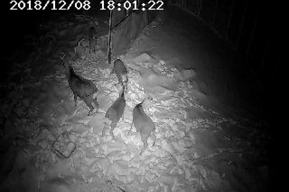 カメラとセンサーで捕獲