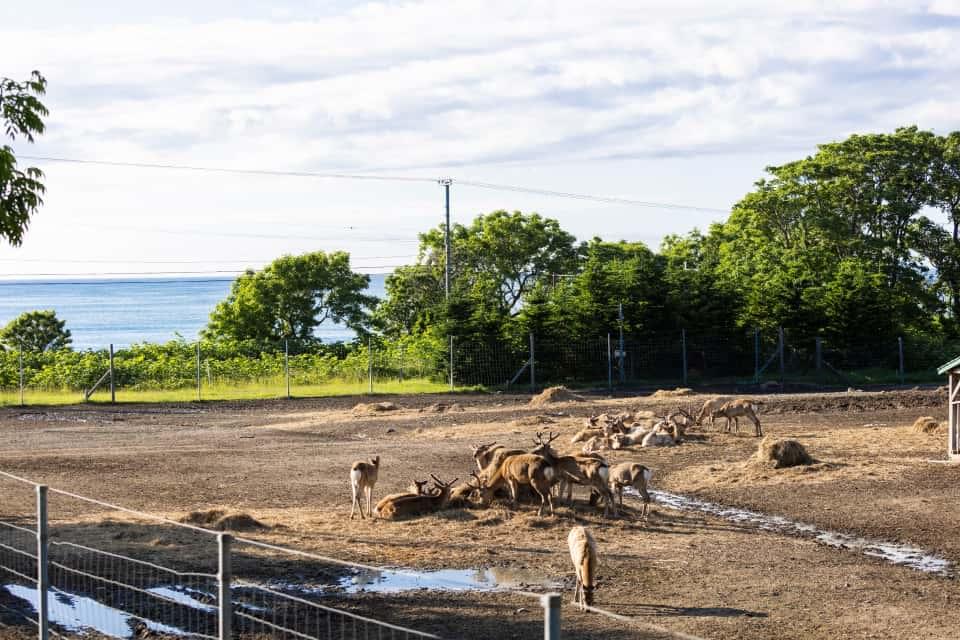 一定期間シカを育成