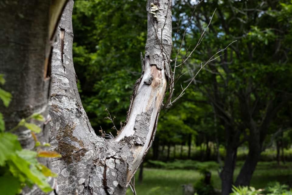 樹皮が剥がれた樹木
