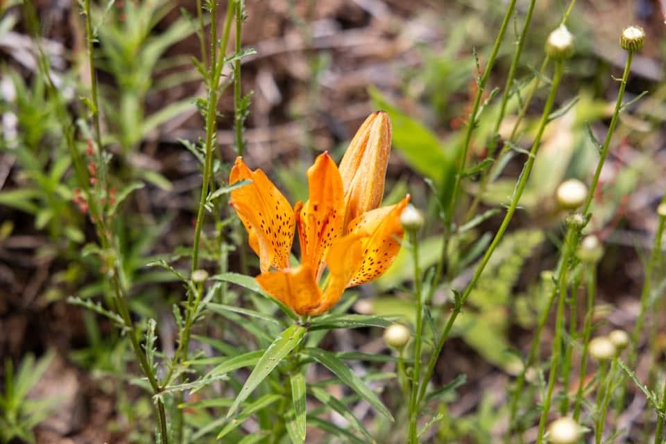 エゾスカシユリ