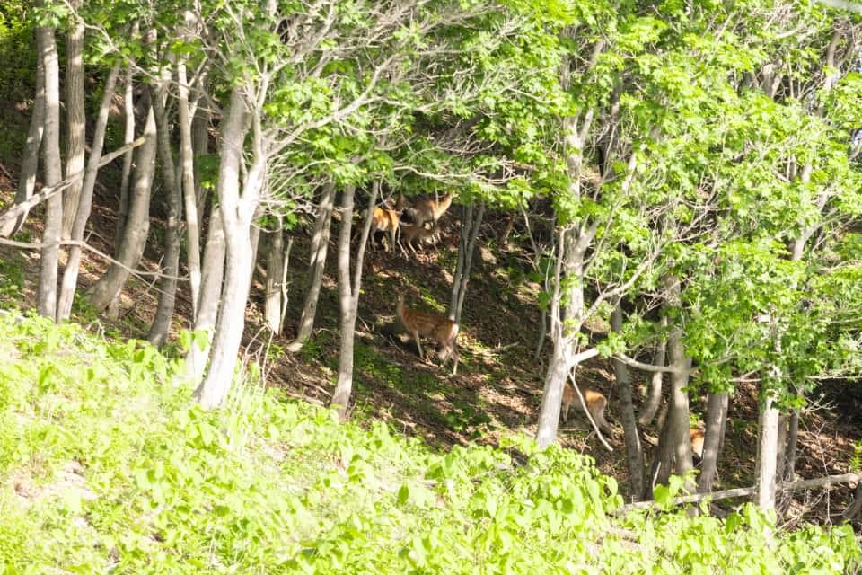 道路沿いに出没。人の生活圏と鹿の距離がとても近い
						