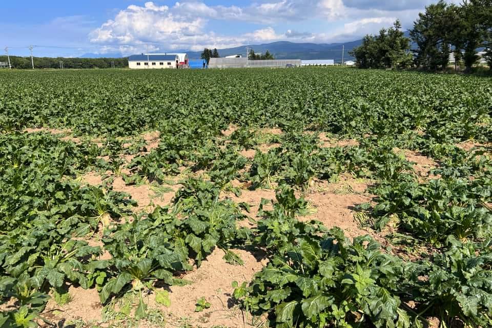 農業被害による経済的影響は北海道全体で44億8千万円にも※。
						※北海道庁「野生鳥獣被害調査結果（令和３年度分）