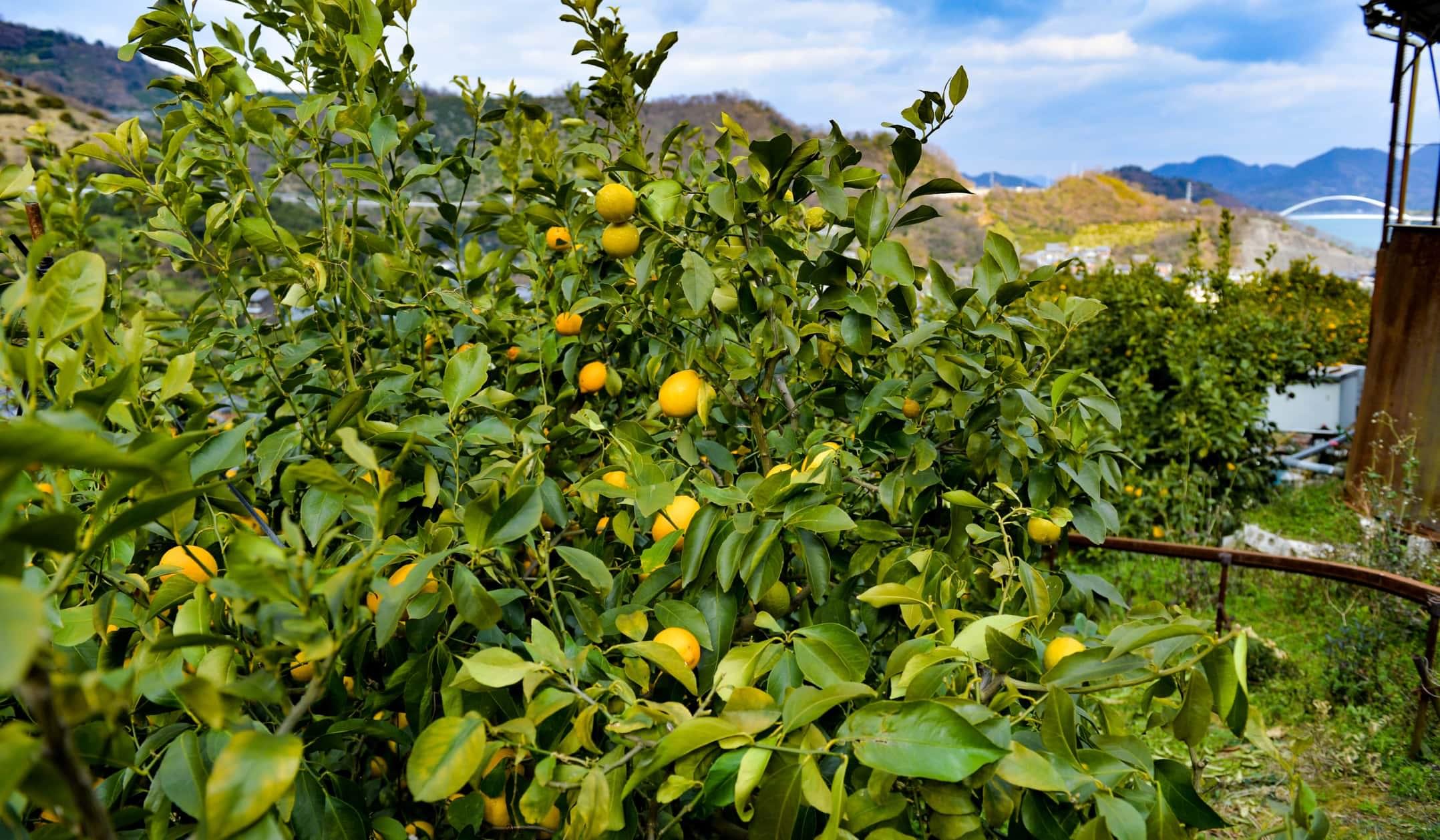 規格外レモンで作った商品で島おこし