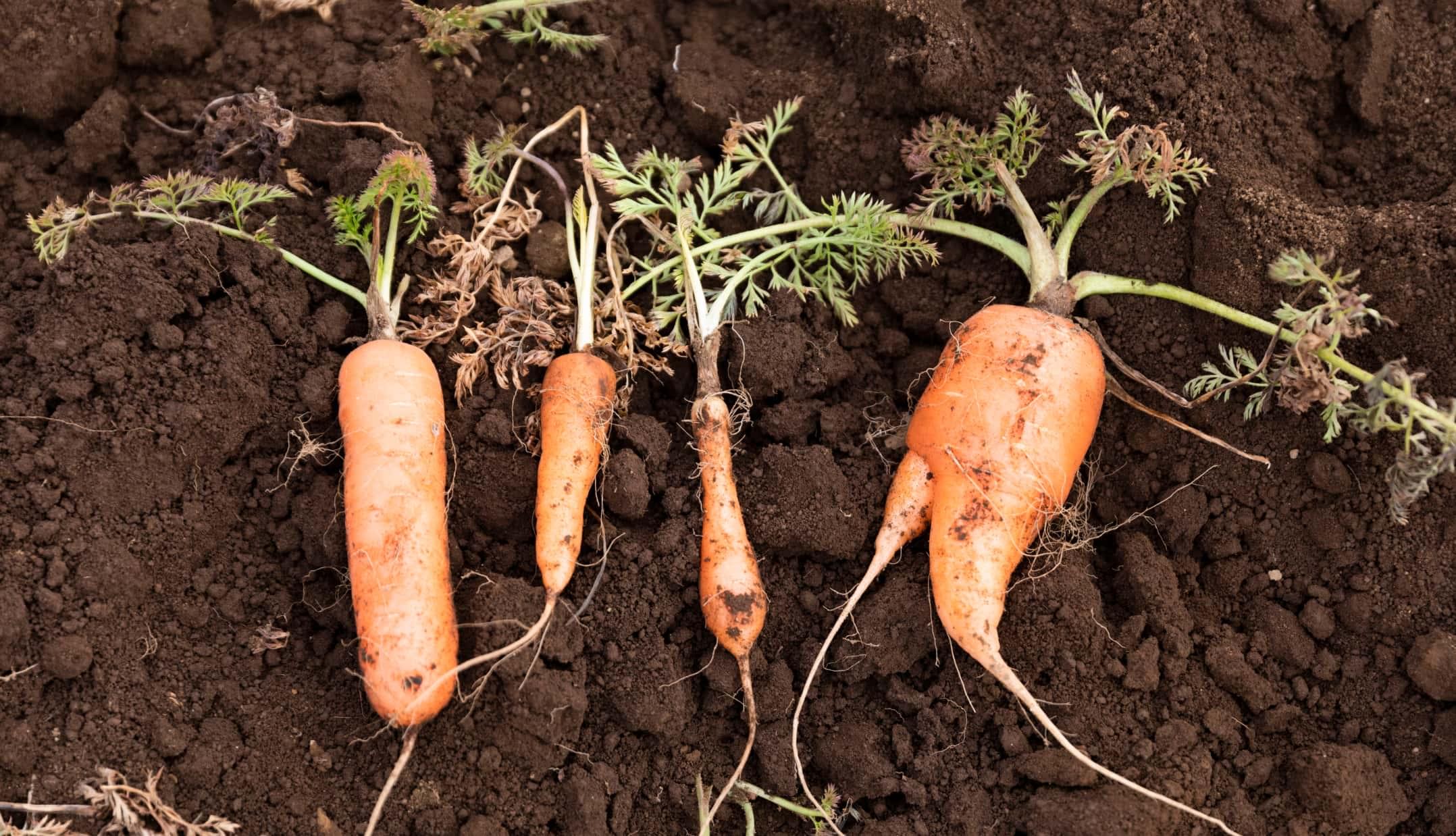 おいしく楽しく フードロスゼロを目指す ふぞろいradish らでぃっしゅぼーや公式 おいしく楽しく フードロスゼロを目指す ふぞろいradish らでぃっしゅぼーや公式
