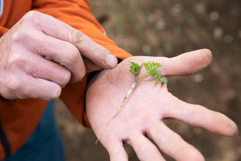 過酷な気候の変化とふぞろいを少なくするための努力