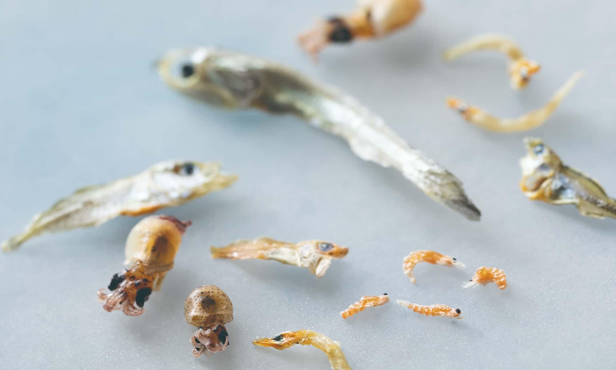 個性豊かな小さな命との出逢いを楽しんで、海の多様性を味わおう