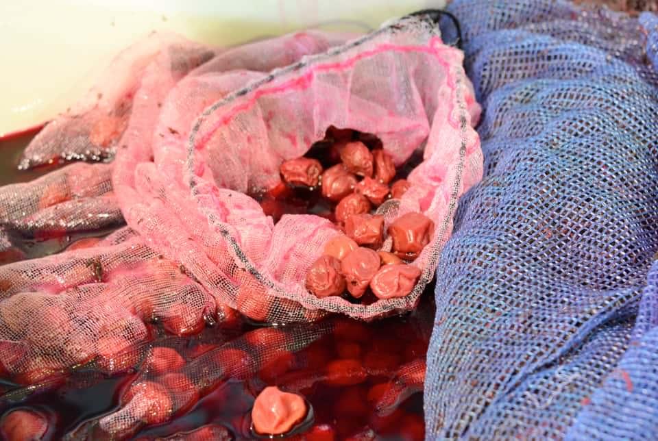 梅干しを漬けているところ。たっぷりのもみ紫蘇と、大量の梅酢が副産物に
