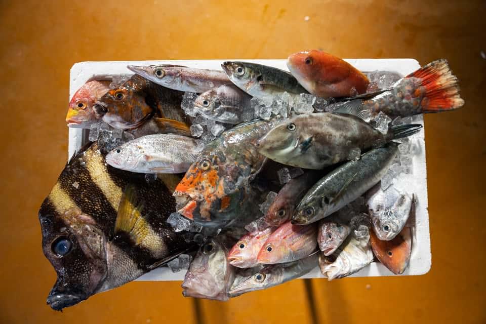 漁獲量減少のグラフデータ