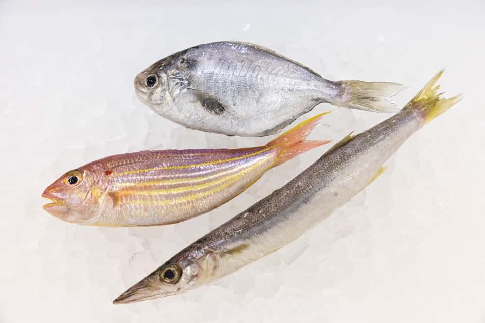 シズ、イトヨリ、カマス