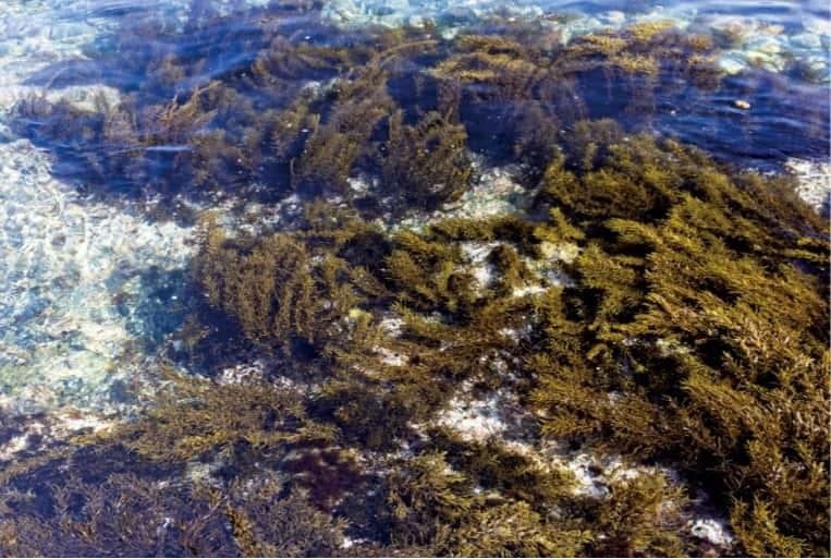 命を育む海の森「藻場」