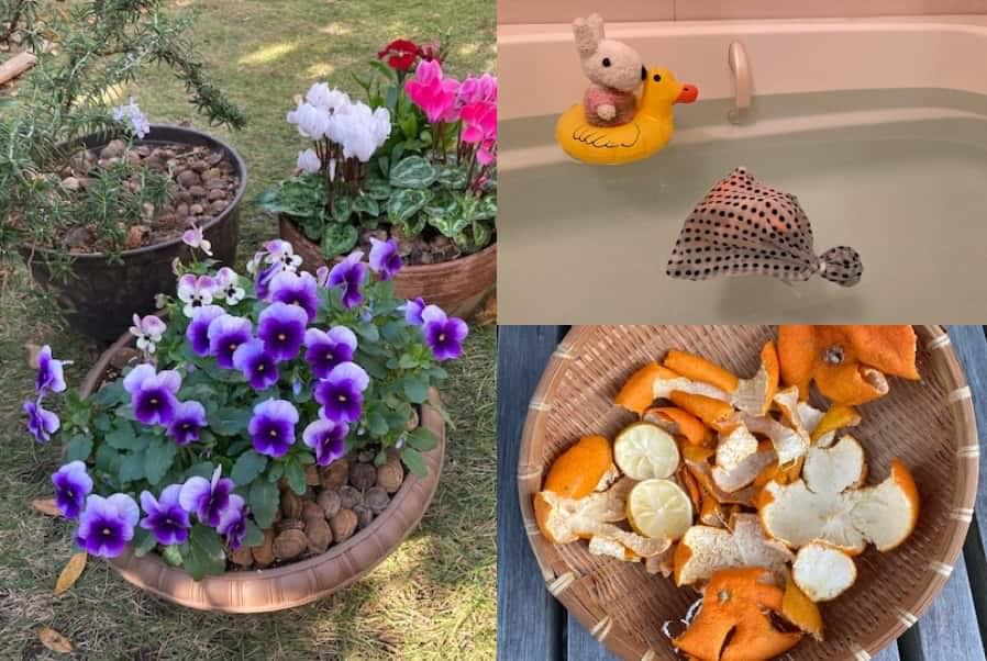 鉢植えの植物のマルチング