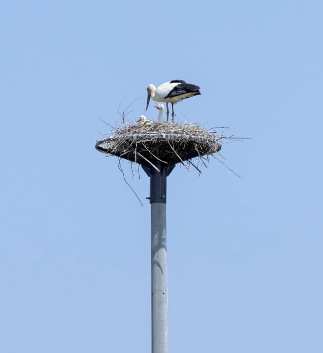 コウノトリの安全な営巣のための人工巣塔
