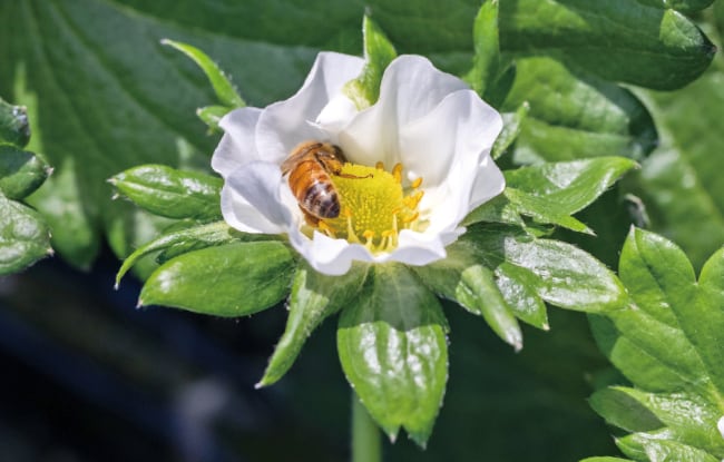 ミツバチが花にとどまる