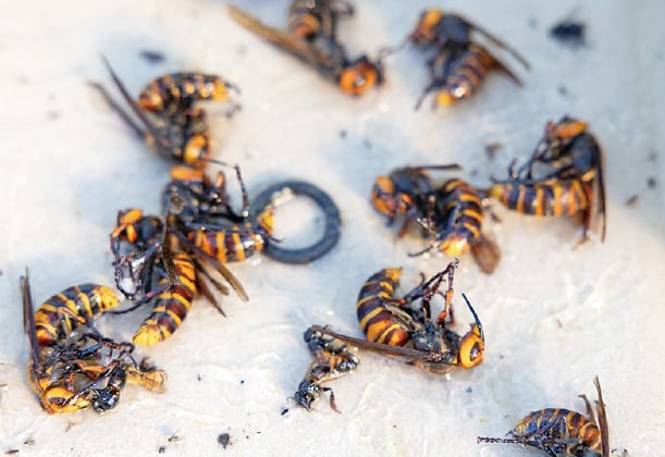 ミツバチを襲いに来るたくさんのスズメバチを捕える自作の罠