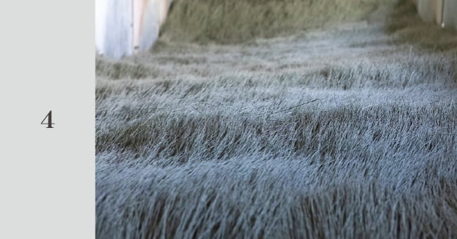 4.引き上げられたい草はお化粧されて畳の色に乾燥室で風をあててしっかり乾燥