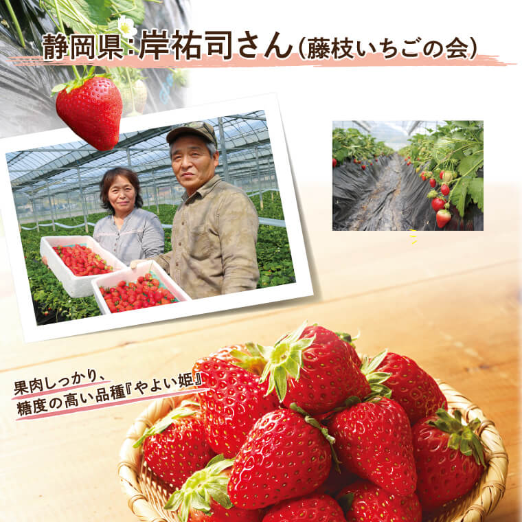 いちご食べ比べキャンペーン | らでぃっしゅぼーや