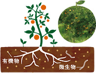 おいしく育てるための土づくり