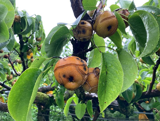梨、りんご…果物栽培への強い逆風