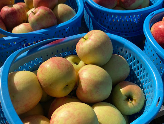 りんごの見た目、いつもと違う？酷暑の爪痕残る今年のりんご事情