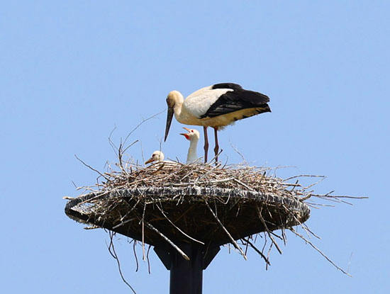 祝！コウノトリの赤ちゃん誕生