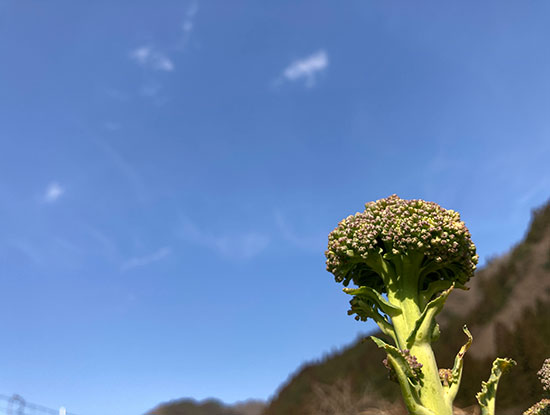 4月のブロッコリーは農家泣かせ（祝！「指定野菜」昇格）