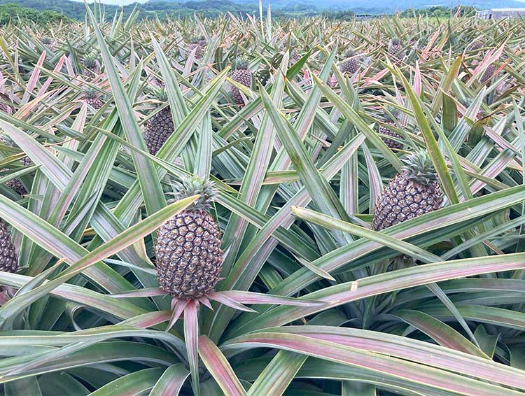 生育順調！石垣島のパイナップルとパプリカ