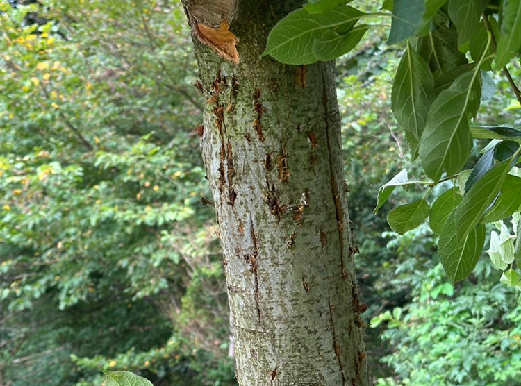 深刻化する、りんご産地の熊被害