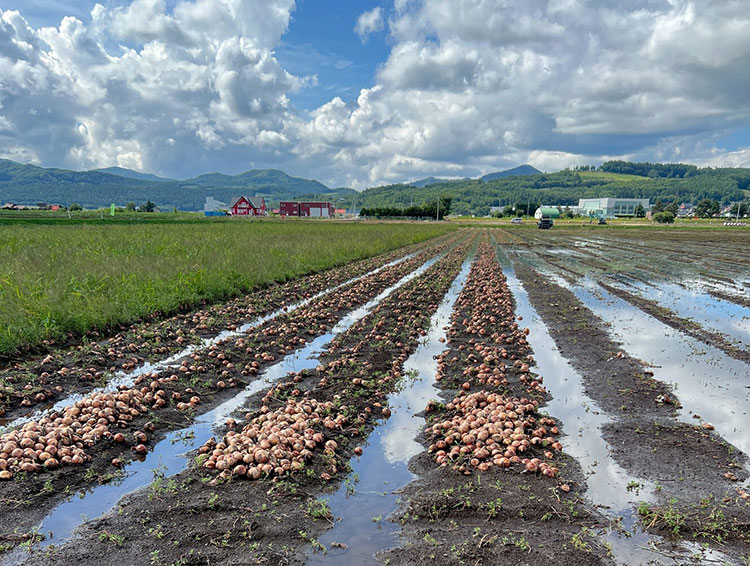 玉ねぎのお届け制限について（来春まで）