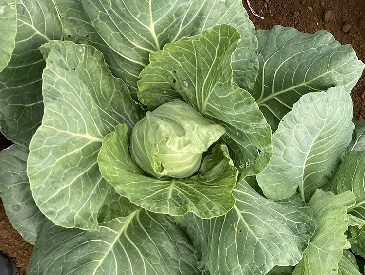 小さな新キャベツ栽培への初挑戦