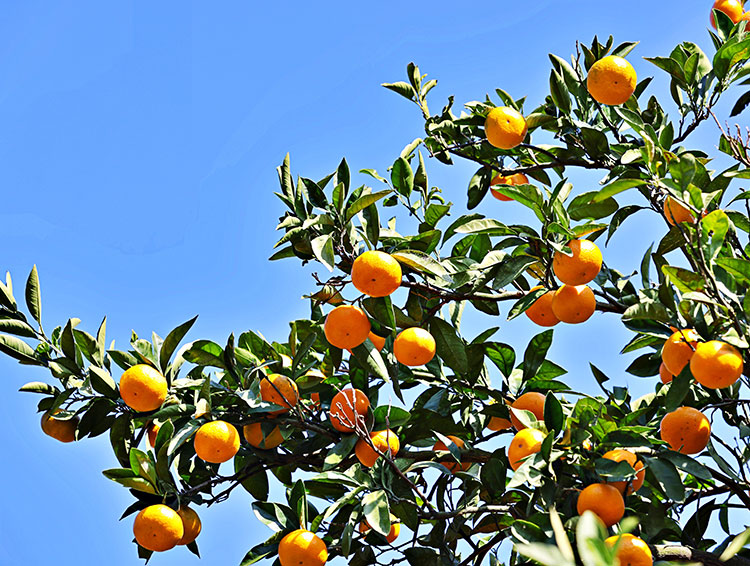 2024年は大不作。今年の柑橘は？