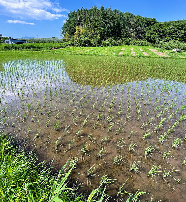 畑だより画像
