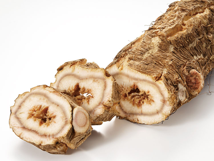 固定種の太ごぼう、新たな担い手現る！